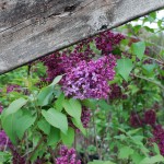 Syringa vulgaris Monge (Common Lilac)